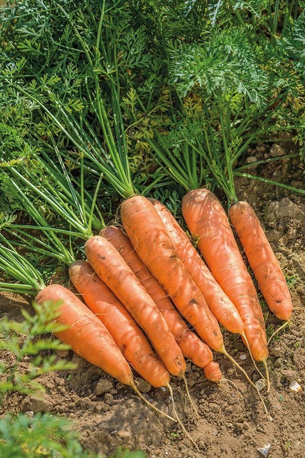 Carrots freshly lifted in the field