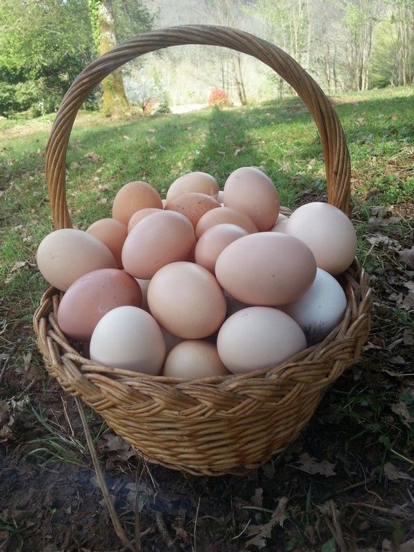Table Eggs (Tray of 30)