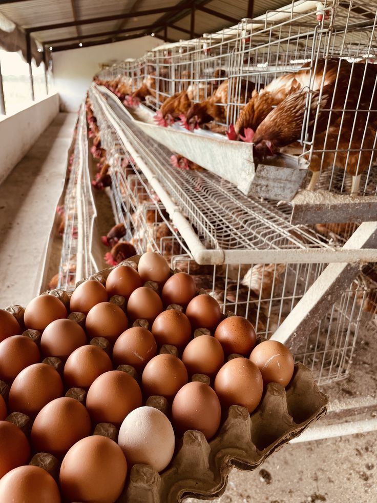 Eggs collected in the layer house