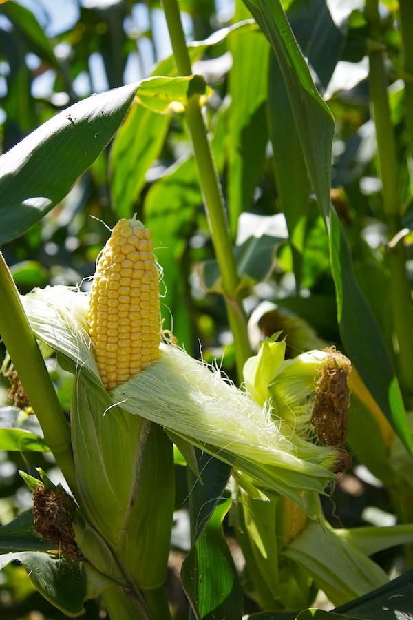 Maize cob ripening on the plant