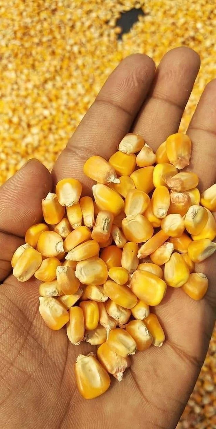 Maize Grain (50kg Bag)