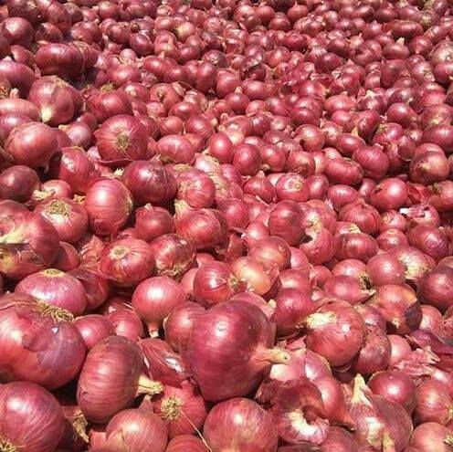 Red onions after harvest