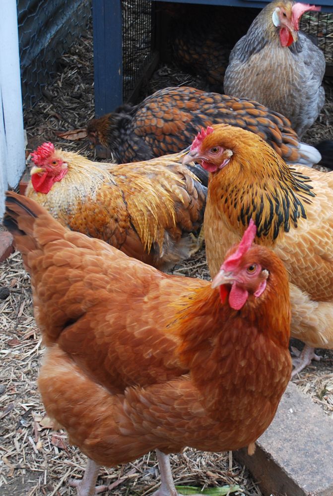 Broiler Chicken