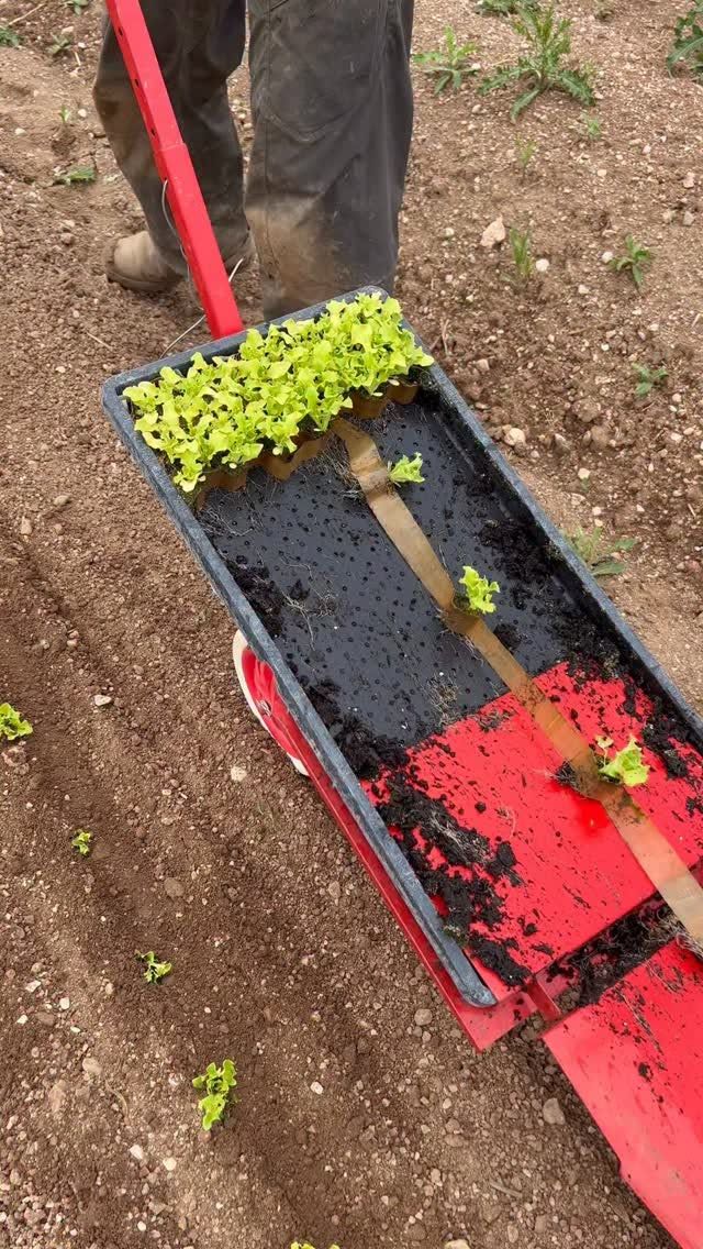 Transplanter — Hire (Per Hectare)