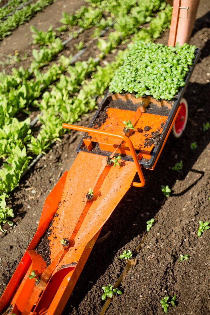 Tractor-drawn transplanter