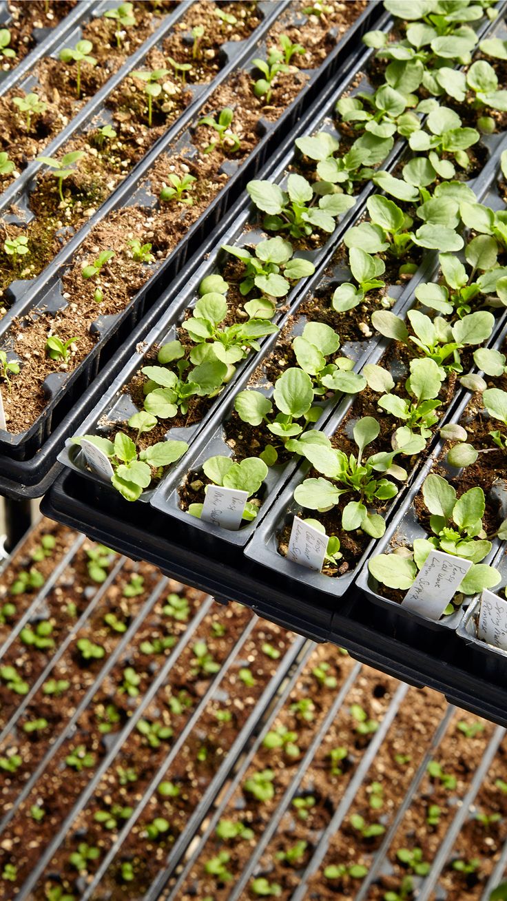 Seedling trays ready for transplanting